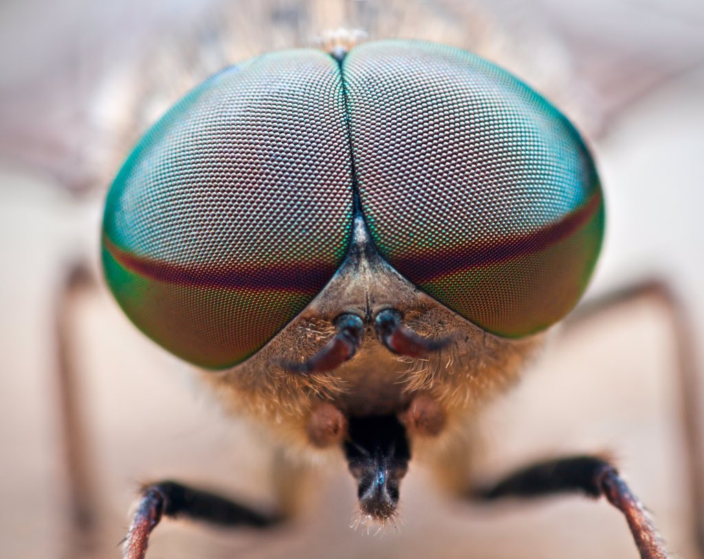 Как видит муха? подробно о данном вопросе