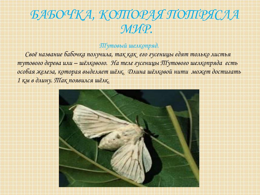 Тутовый шелкопряд насекомое. описание, особенности, виды и среда обитания шелкопряда