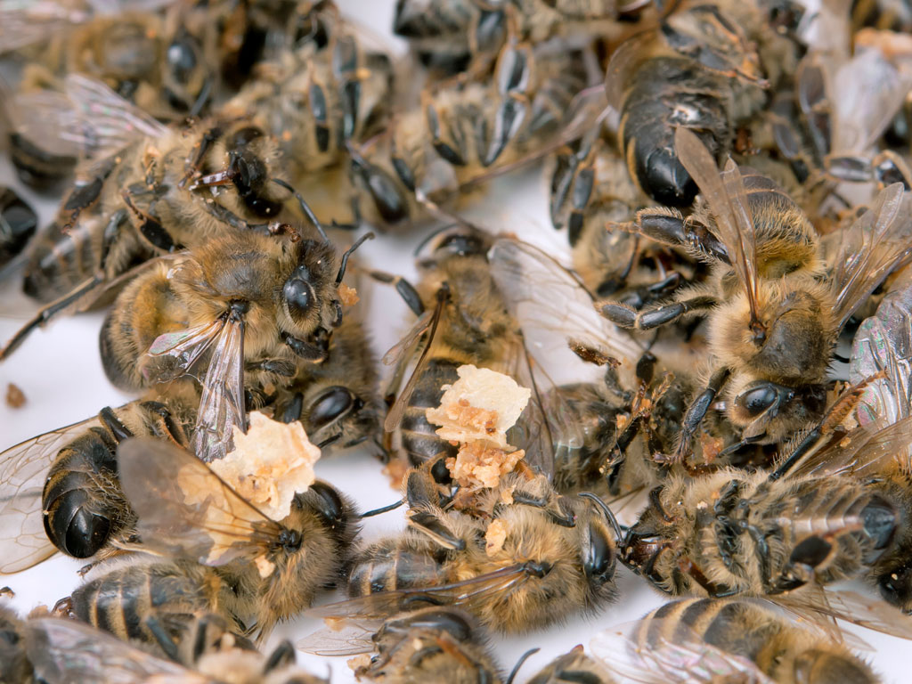 Почему вымирают пчелы и чем это грозит человечеству?