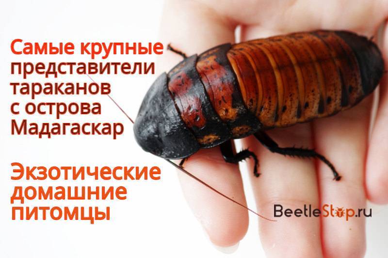 Самые большие тараканы: описание, фото, видео