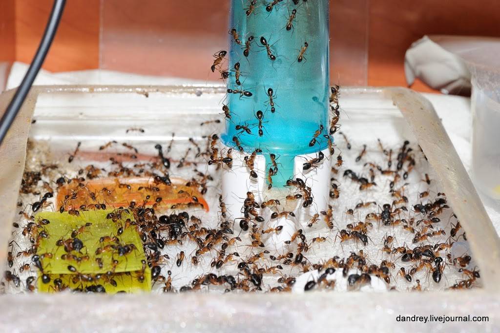 Маленькие муравьи: способы борьбы