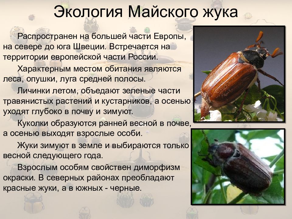 Майский жук: описание, образ жизни и разновидности