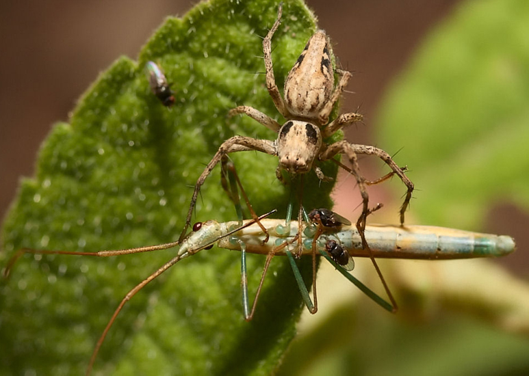 Кто питается комарами и их личинками: животные, птицы, пауки, растения. съедобные насекомые — основные правила употребления насекомых в пищу