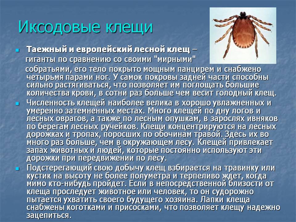 Виды клещей, опасных для человека: фото, названия и описание - sammedic.ru