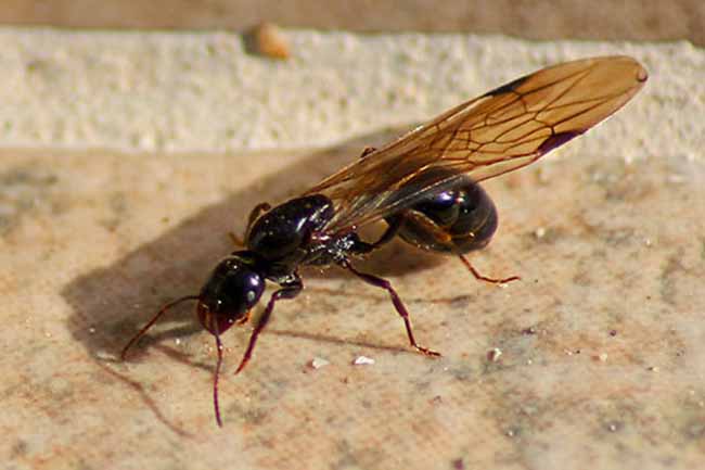Как бороться с летучими муравьями в квартире и на открытом участке