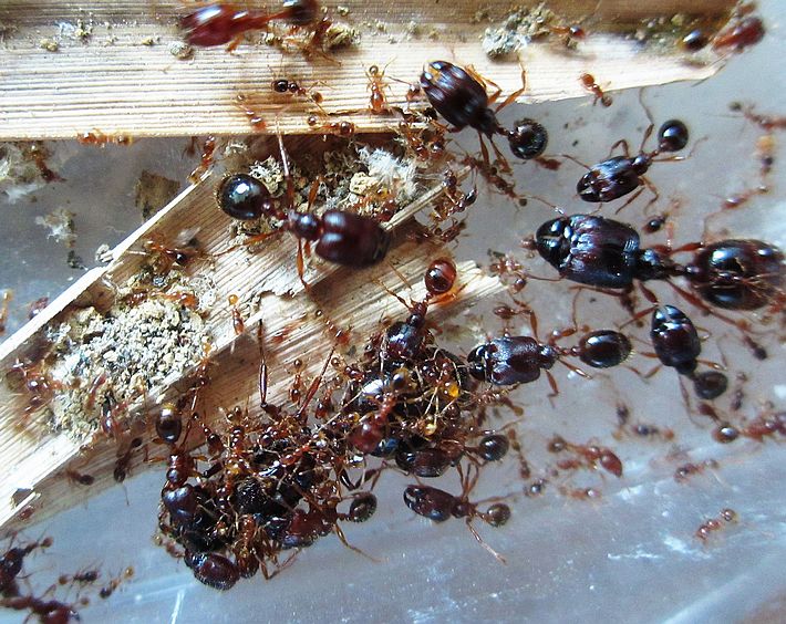 Что боятся муравьи