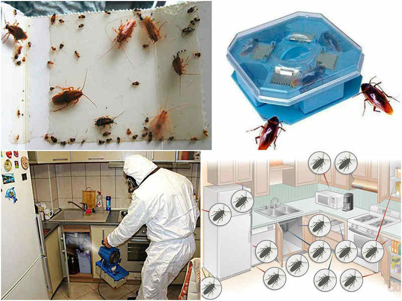 Методы борьбы с тараканами обитающими в общежитии