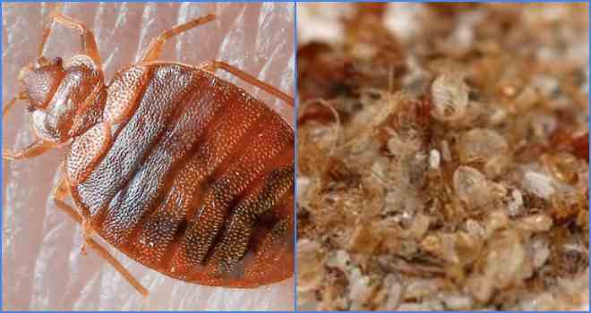 Мороз и кипяток в борьбе с паразитами: при какой температуре погибают клопы, можно ли их выморозить или заморить паром