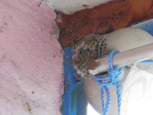 Как избавиться от ос на балконе, способы вывести осиное гнездо своими силами