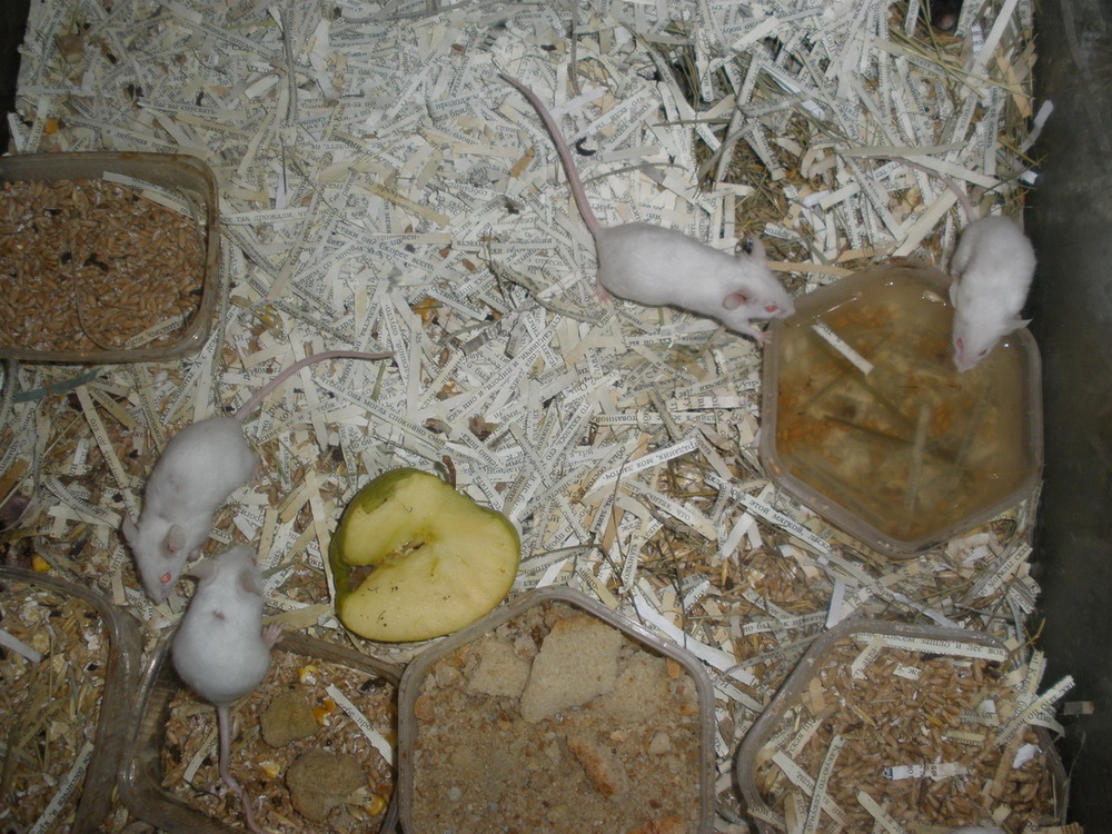 Средства от мышей в доме от которых они уходят навсегда - обзор и рекомендации