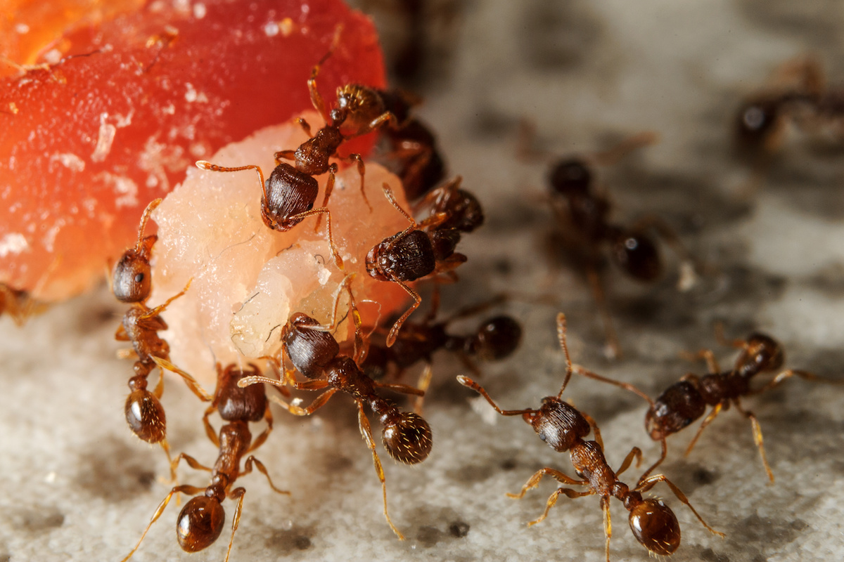 Как избавиться от муравьев на грядках, средства для борьбы с вредителем