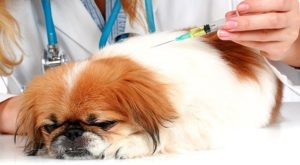 Прививки от клещей для собак: делают ли, виды и название вакцин, основные правила вакцинации