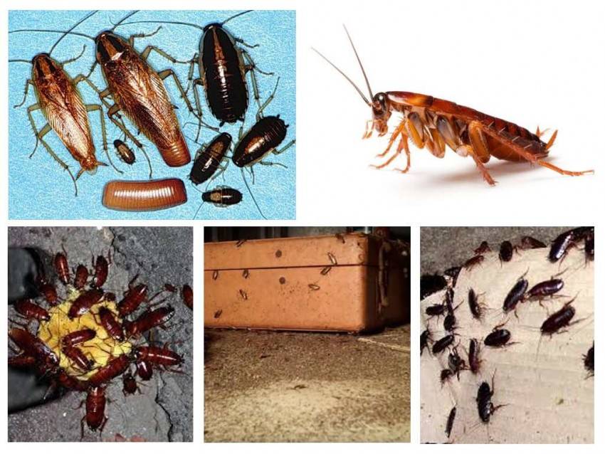 Чего боятся домашние тараканы