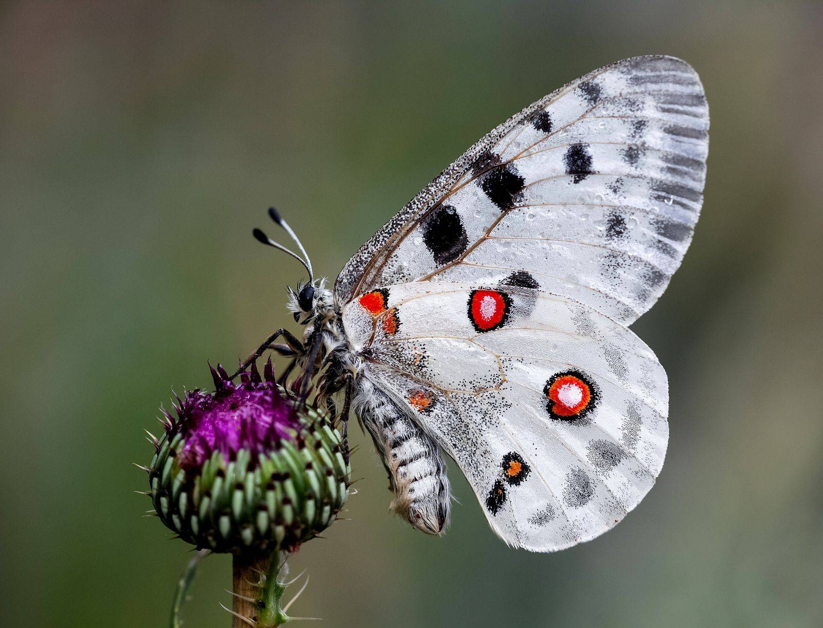 Бабочка аполлон обыкновенный – как сохранить исчезающую красоту
