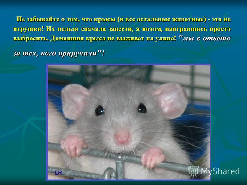 Как по английски крыса. Доклад про крыс. Рассказ о домашних крысах. Доклад про домашнюю крысу. Доклад про домашних крыс.