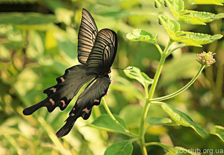 Бабочка — описание, виды, классификация, жизненный цикл чешуекрылых. фото и видео ярких представителей вида.