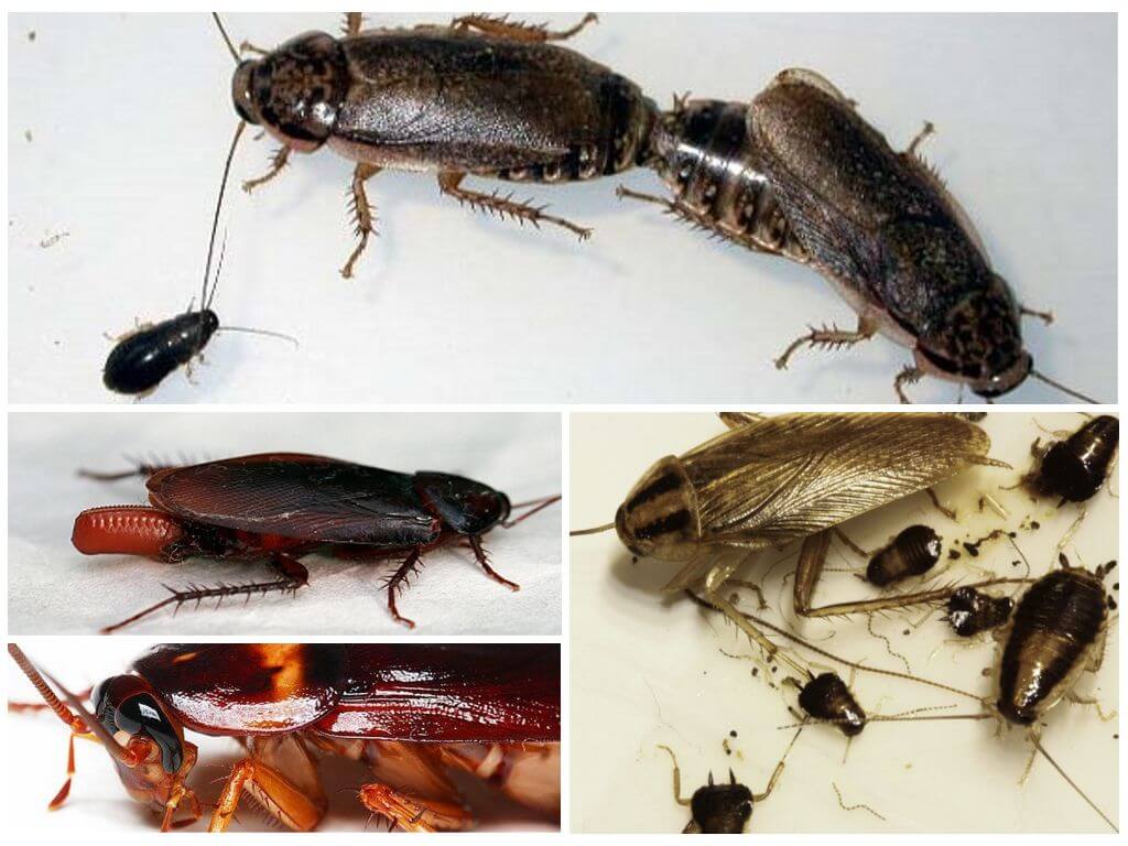 Как выглядит личинка таракана? как избавиться от личинок тараканов
