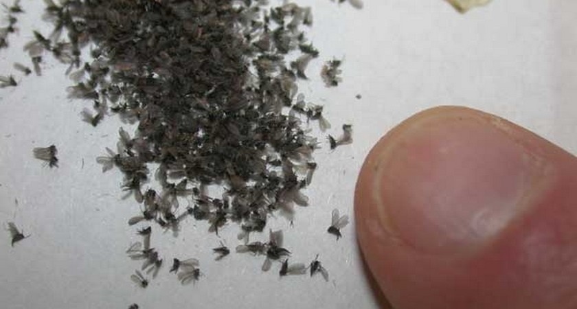 Как избавиться от луковой мухи и луковых мошек, какие средства использовать?