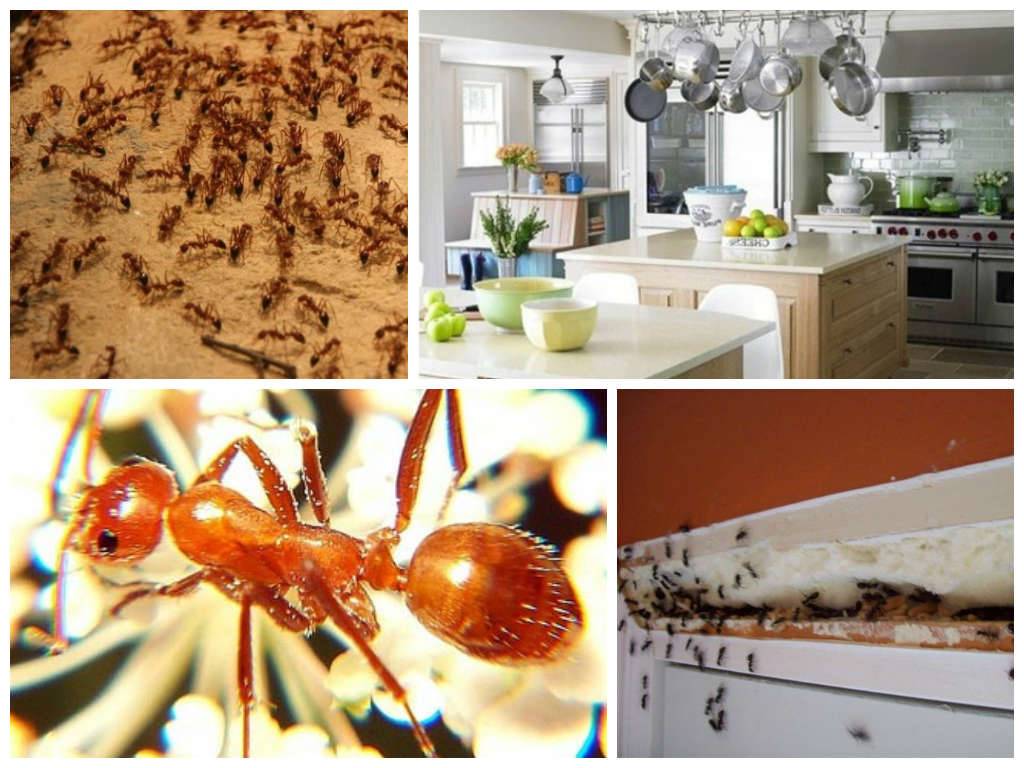Как избавиться от муравьев в частном доме самостоятельно?