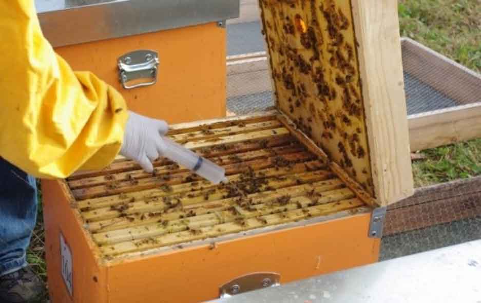 Весенняя обработка пчел от клеща. Обработка пчел бипином. От варроатоза пчел. Средство для обработки пчелоинвентаря. Дезинфекция ульев.