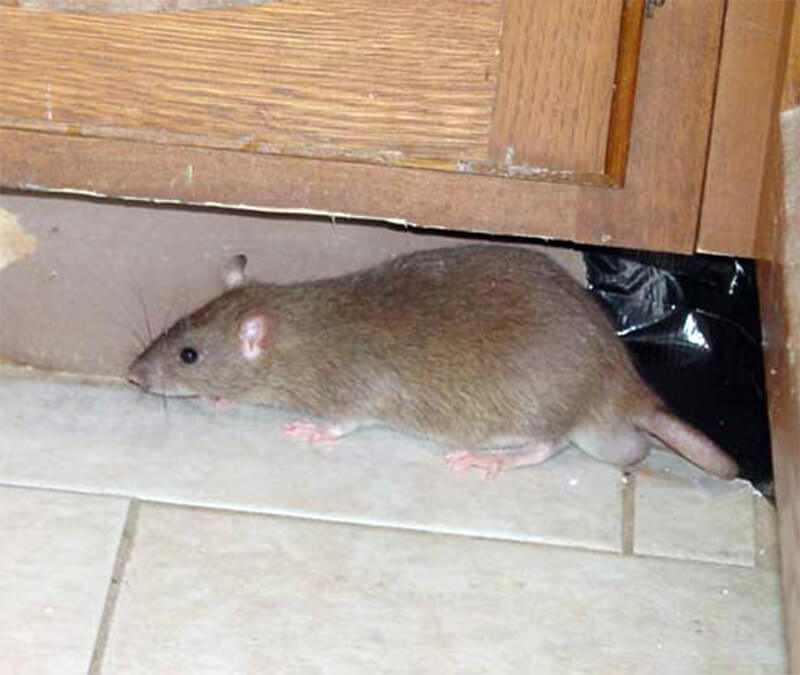 Серая крыса пасюк, как избавиться от неё в подвале частного дома?