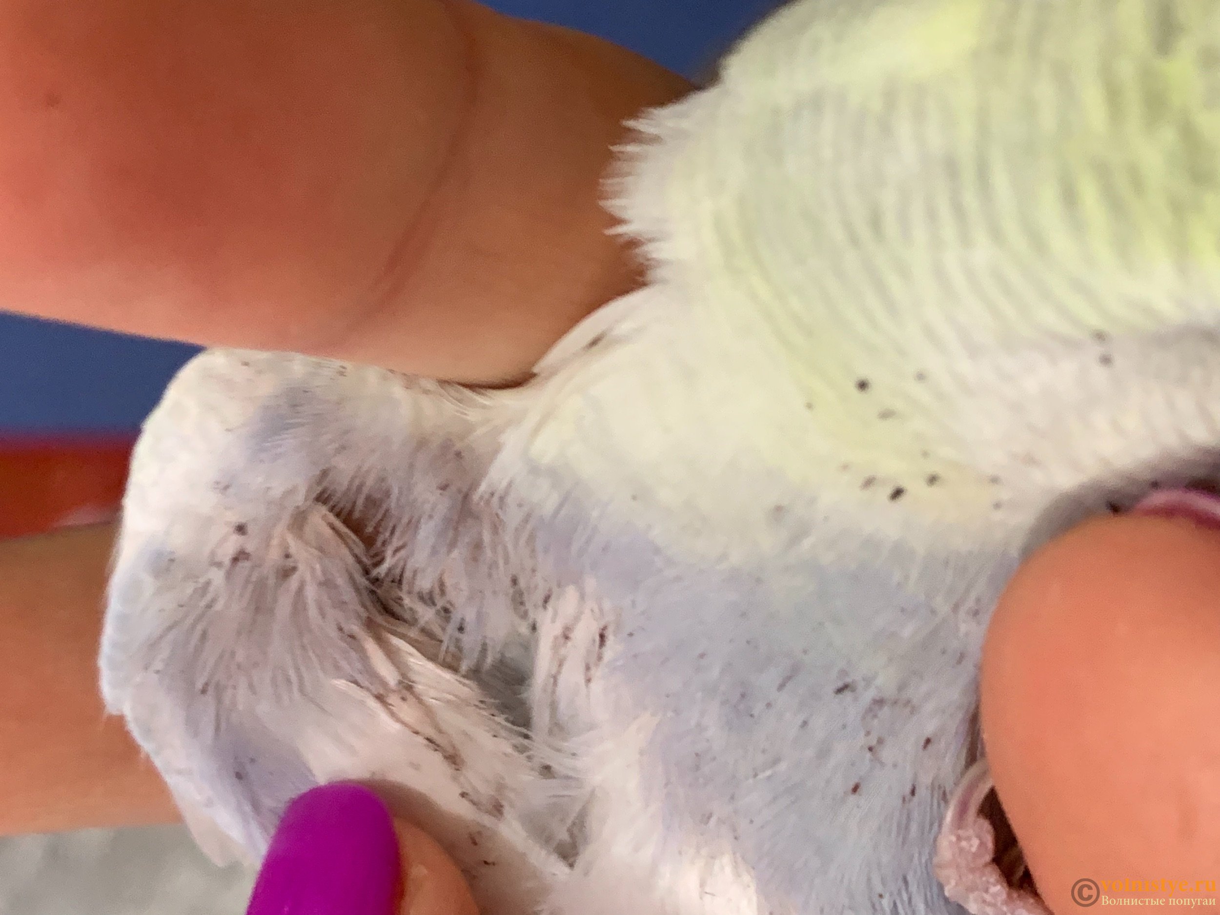 Блохи у попугаев: признаки появления, как вывести, а так же профилактика заражения