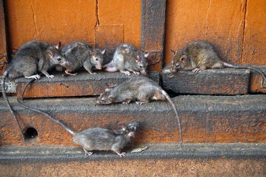 Что делать, если в доме появились крысы - вместе