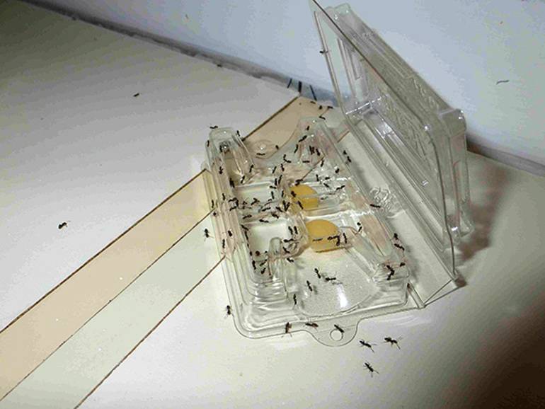 Как сделать эффективную ловушку для тараканов своими руками