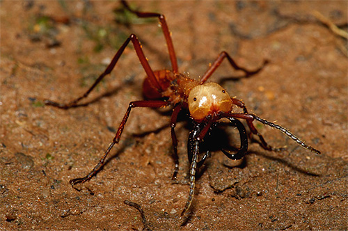 Огненные муравьи — описание, внешний вид, опасность для людей и животных