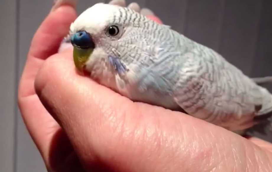 Избавление от блох у попугаев — топ эффективных домашних методов