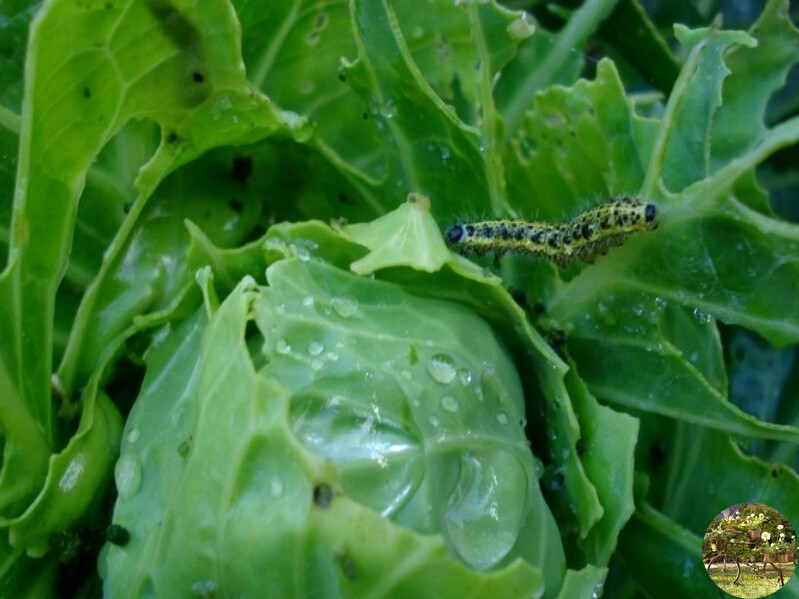 Как защитить капусту от бабочки капустницы: химические препараты и народные средства
