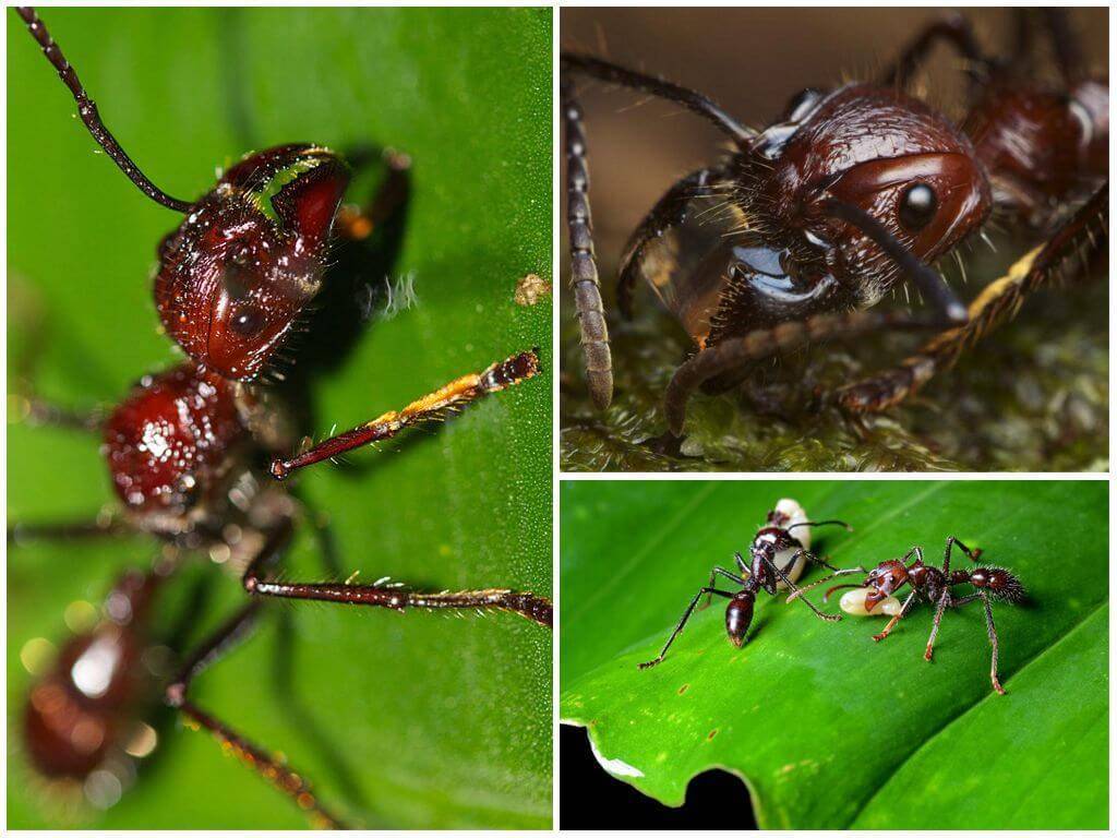 Обзор ярких представителей тропических муравьев амазонии