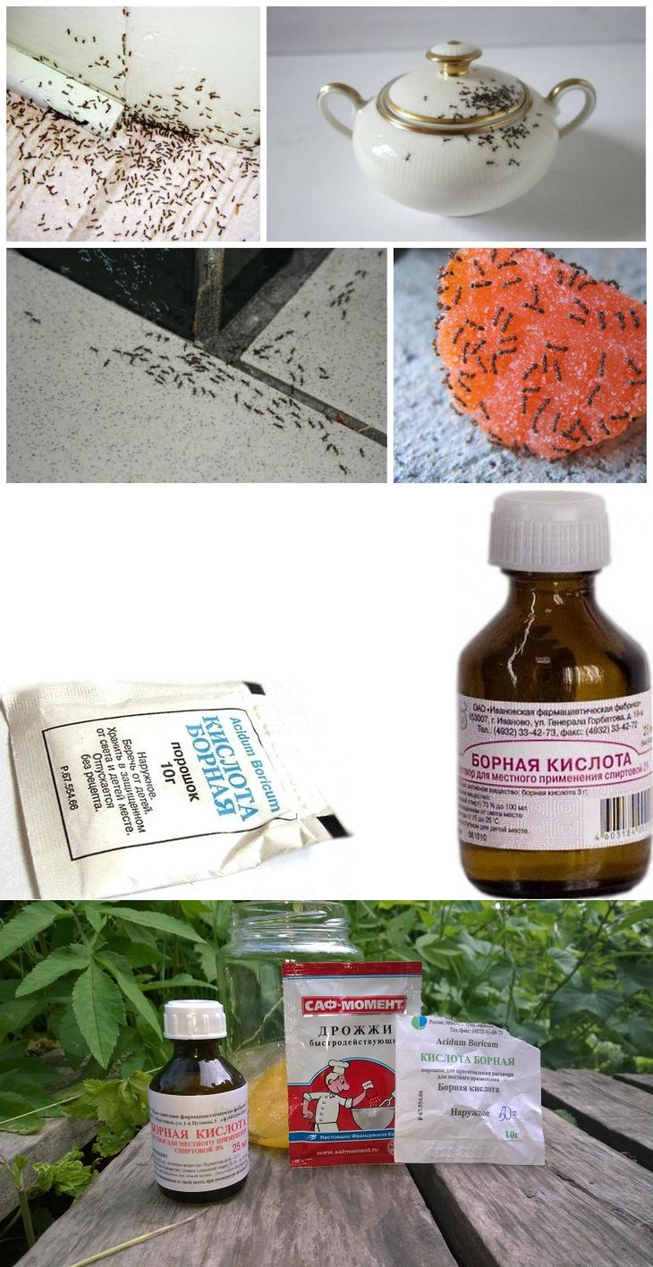 Борная кислота против муравьев в огороде: эффективные рецепты приманок