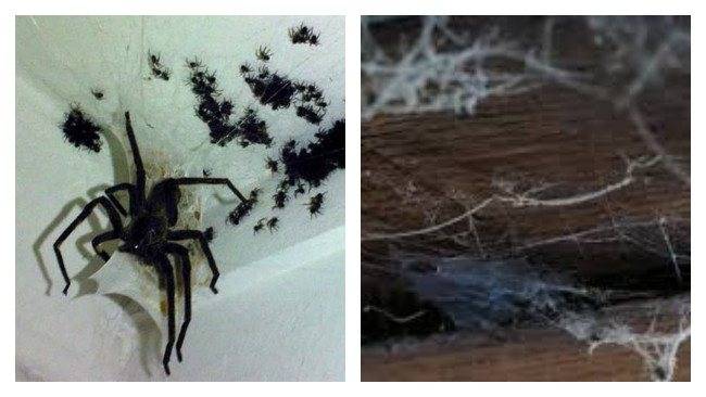 Почему в квартире появляются пауки, как избавиться