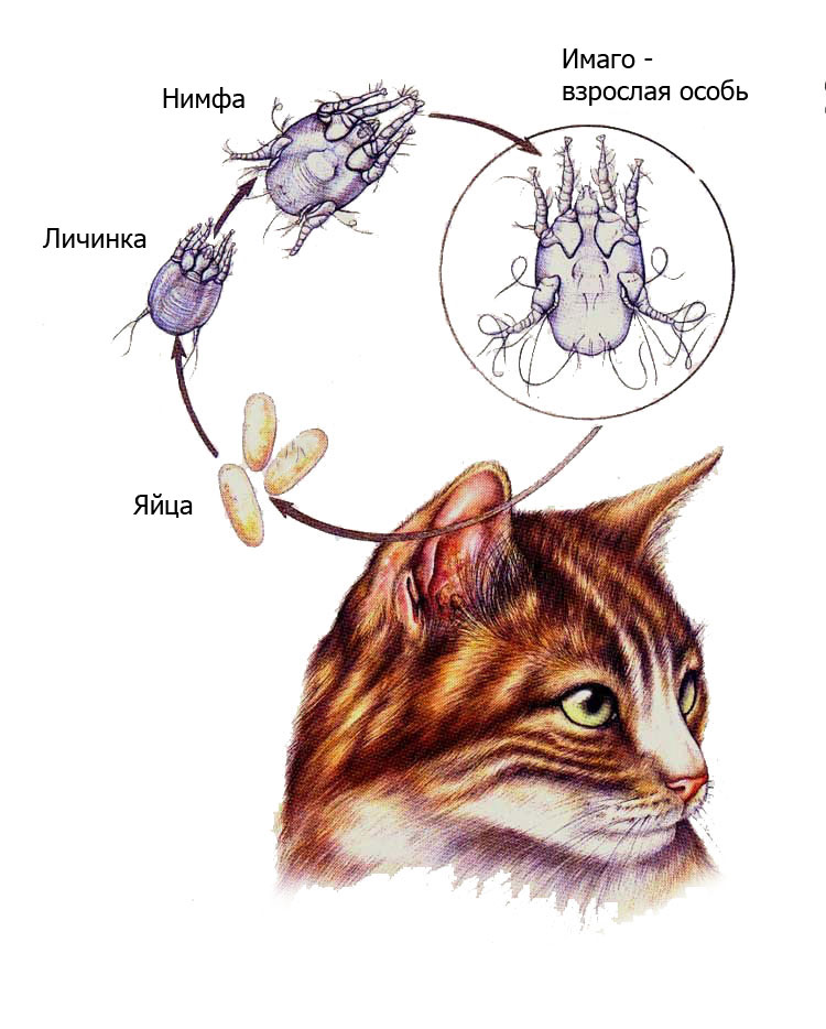 Ушной клещ у кошек – симптомы, лечение отодектоза