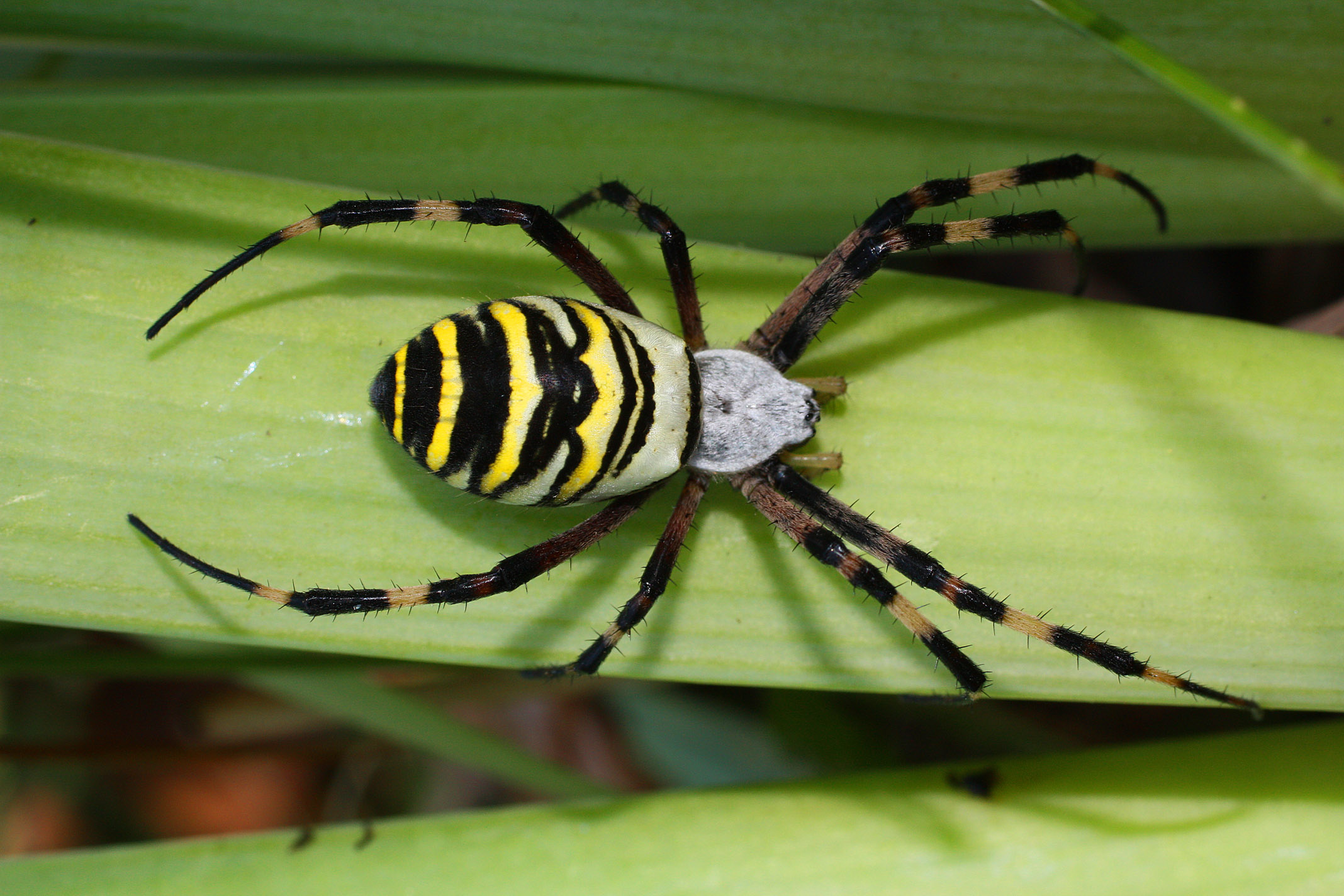 Цветочный желтый паук. симпатичный и коварный. паук с желтыми полосками. опасен ли для человека