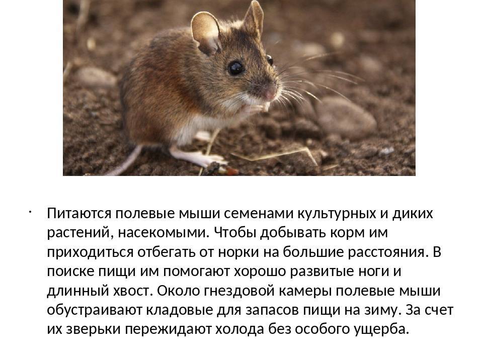 Полевка: полевые мыши, как зимуют и чем защитить урожай от грызунов, описание и фото русский фермер