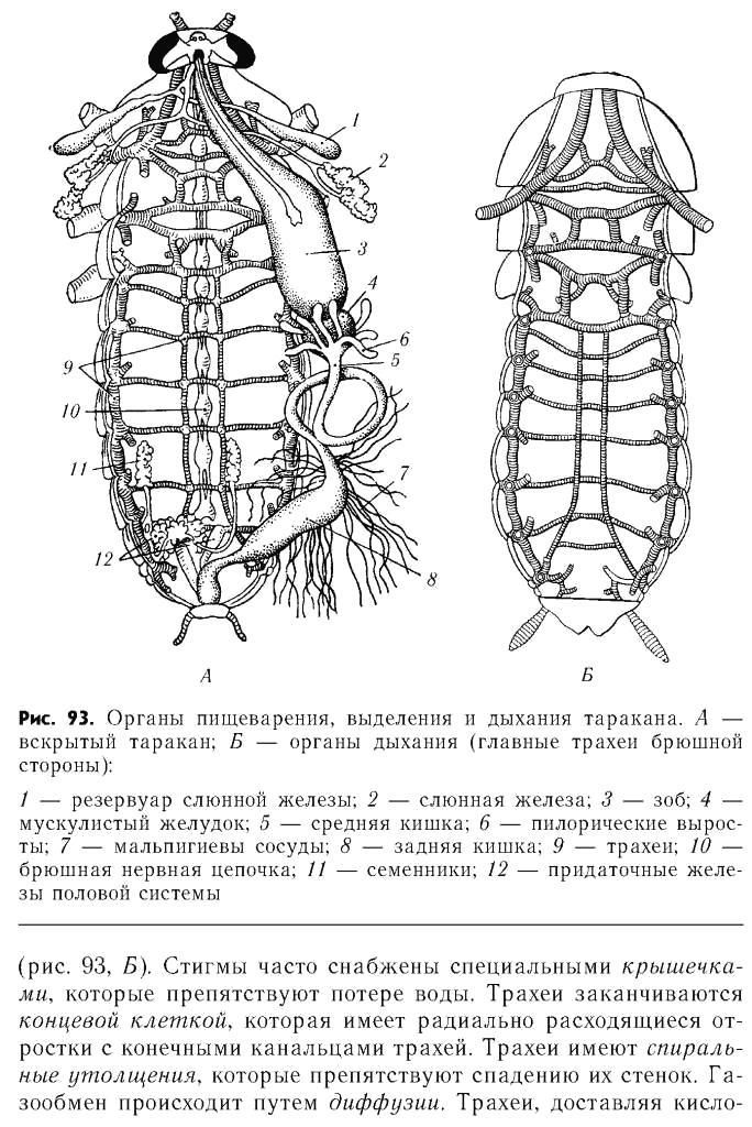 Доклад-сообщение о тараканах (строение, органы чувств) 7 класс