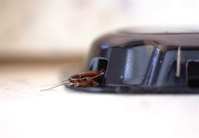 Как избавиться от черных тараканов