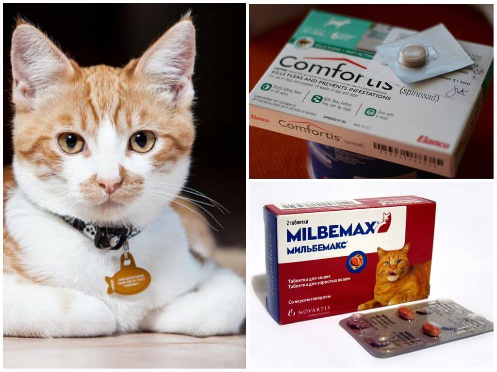 Средства и препараты, эффективно избавляющие кошек от блох