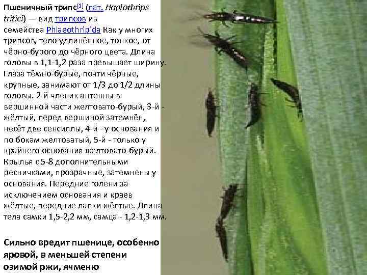 Биология и экология пшеничного трипса (haplothrips tritici kurd. ) в агроценозах лесостепи самарской области