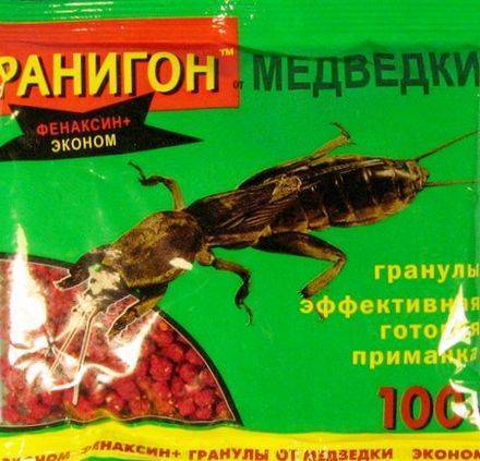 Самые эффективные методы по избавлению от медведки в саду и огороде