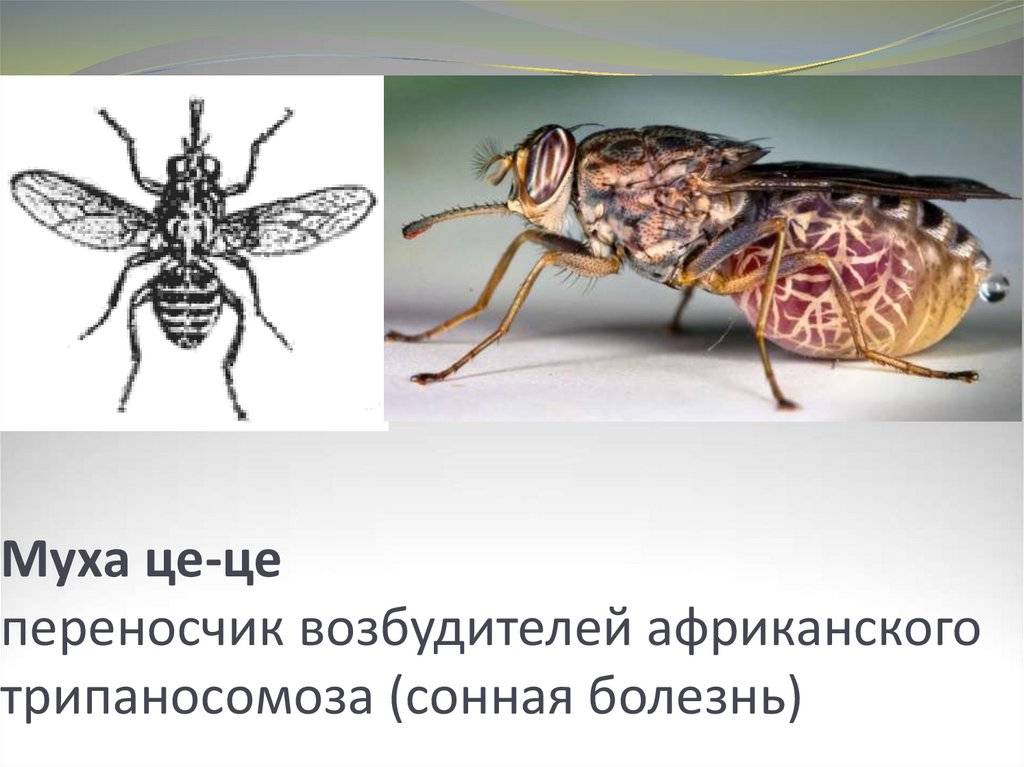Укусы насекомых: примеры укусов с фото, кто укусил и как оказать первую помощь