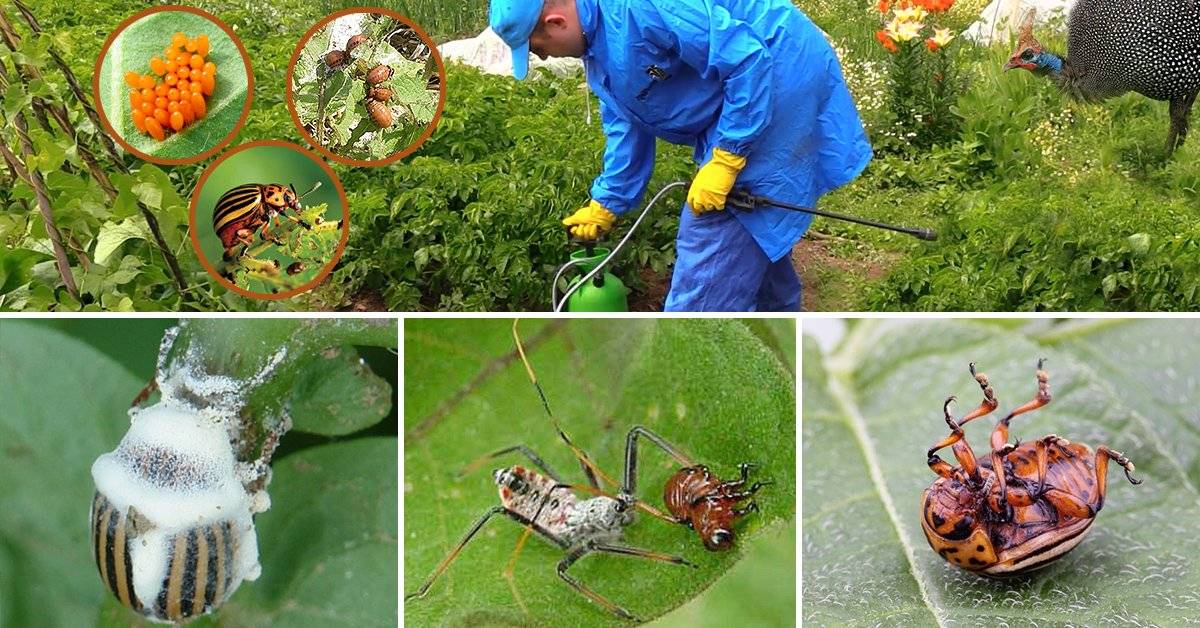 Борьба с колорадским жуком народными средствами