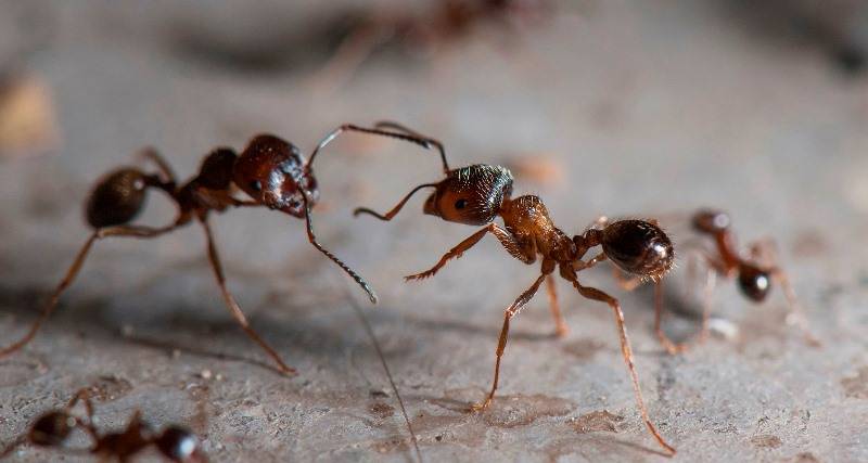 Сонник муравьи на теле к чему снится муравьи на теле во сне?