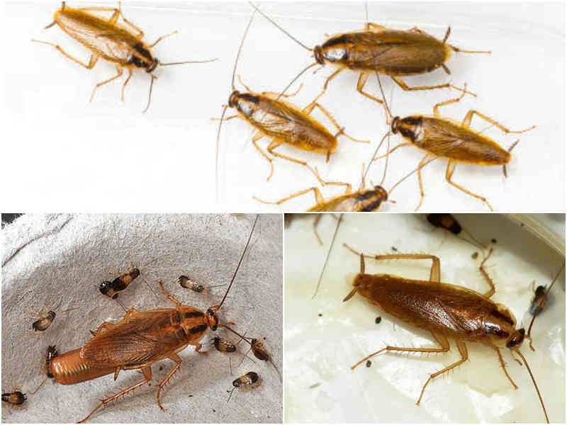 Особенности размножения и жизненного цикла тараканов