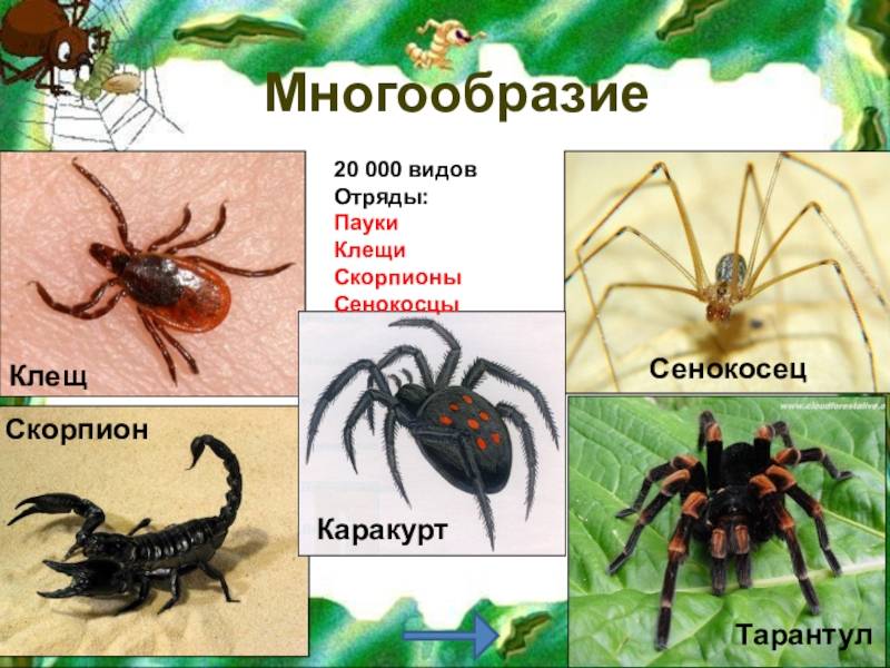 Топ-15 удивительных фактов о скорпионах