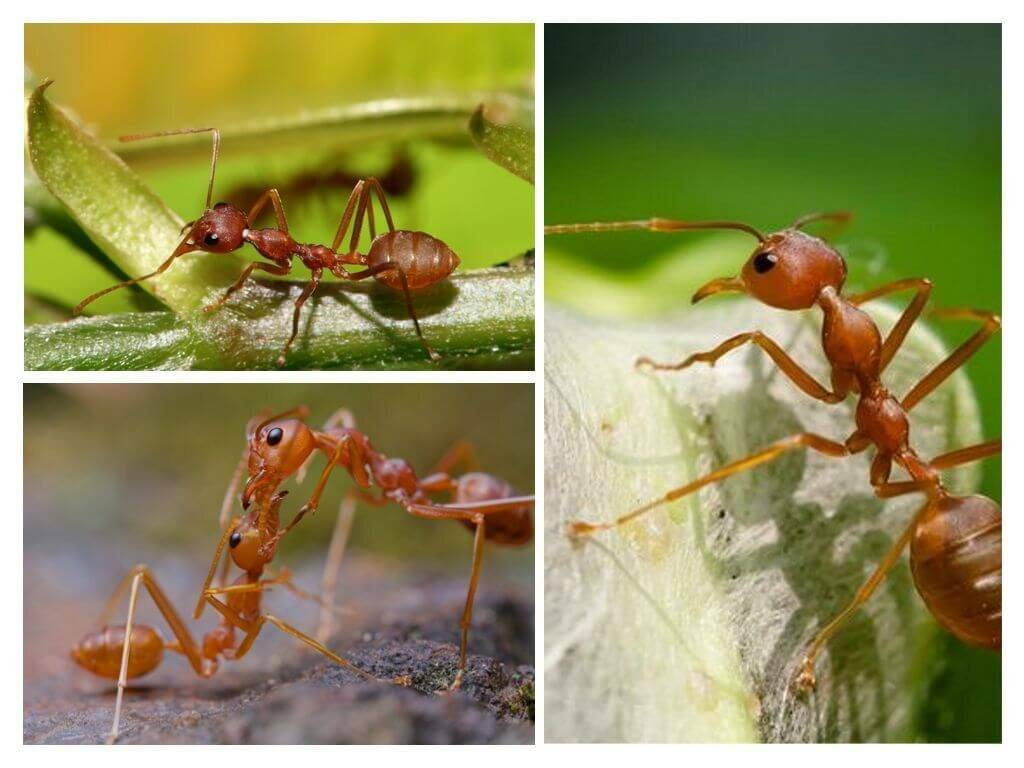 У муравьев столько же сестер сколько. Лапки муравья. Конечности муравья. Лапы муравья.