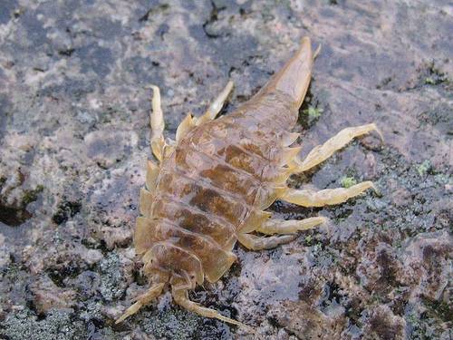 Мраморные тараканы (nauphoeta cinerea): описание и содержание