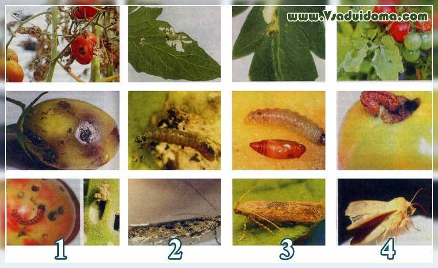 Совка на помидорах: методы борьбы и описание вредителя